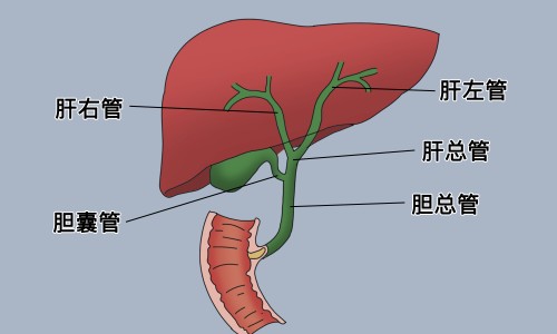 建水共享电单车-让人变帅变精神的食物网- 让人变帅变精神的食物有哪些知识,分享天津格林国际幼儿园学费